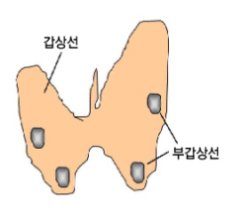 부갑상선의 위치 - 갑상선, 부갑상선
