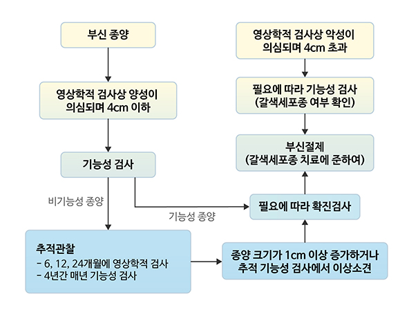 부신 종물의 감별 및 치료에 대한 모식도 - 부신종물, 영상학적 검사상 양성이 의심되며 4cm 이하, 기능성 검사, 비기능성 종물 : 추적관찰, 6, 12, 24 개월에 영상학적 검사, 4년간 매년 기능성 검사, 종물 크리가 1cm 이상 증가하거나 추적 기능성 검사에서 이상소견, 필요에 따라 확진 검사, 부신절제(갈색세포종 치료에 준하여), 필요에 따라 기능성 검사(갈색세포종 여부 확인), 영상학적 검사상 악성이 의심되며 4cm 초과