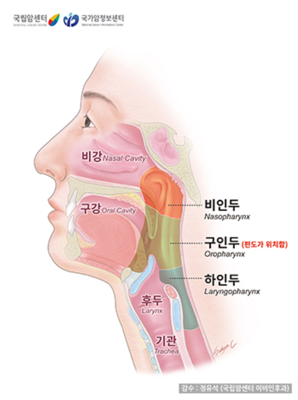 인두의 구조와 위치 - 비강, 구강, 비인두, 구인두(편도가 위치함), 하인두, 후두, 기관