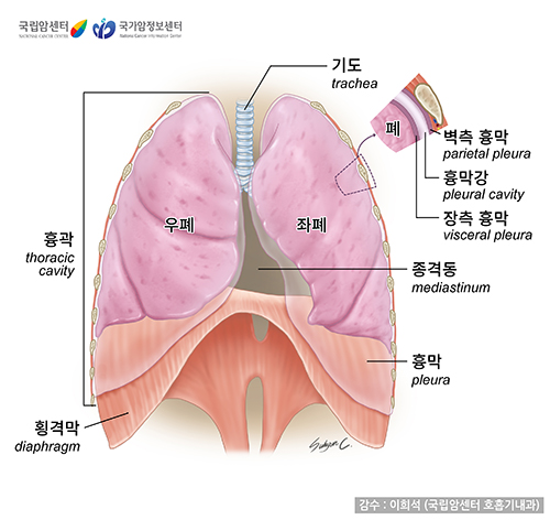 흉막과 주변 구조의 해부학적 그림