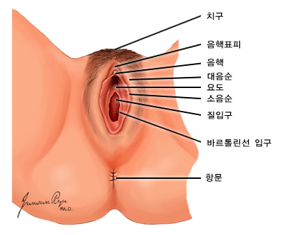 여성 외음부의 해부학적 구조 - 치구, 음핵표피, 음핵, 대음순, 요도, 소음순, 질입구, 바르돌린선 입구, 항문