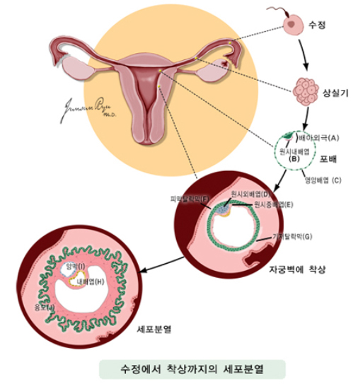 수정에서 착상까지의 세포분열
