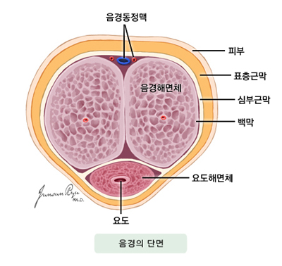 음경의 단면 - 음경동정맥, 피부, 표층근막, 심부근막, 백막, 음경해면체, 요도해면체, 요도