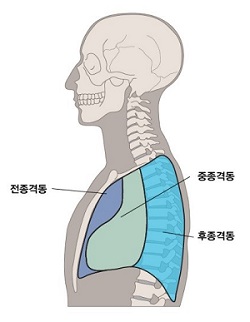 종격동의 위치와 구조