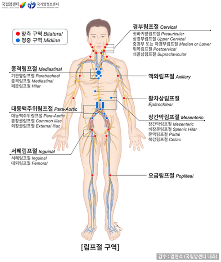 림프절의 위치