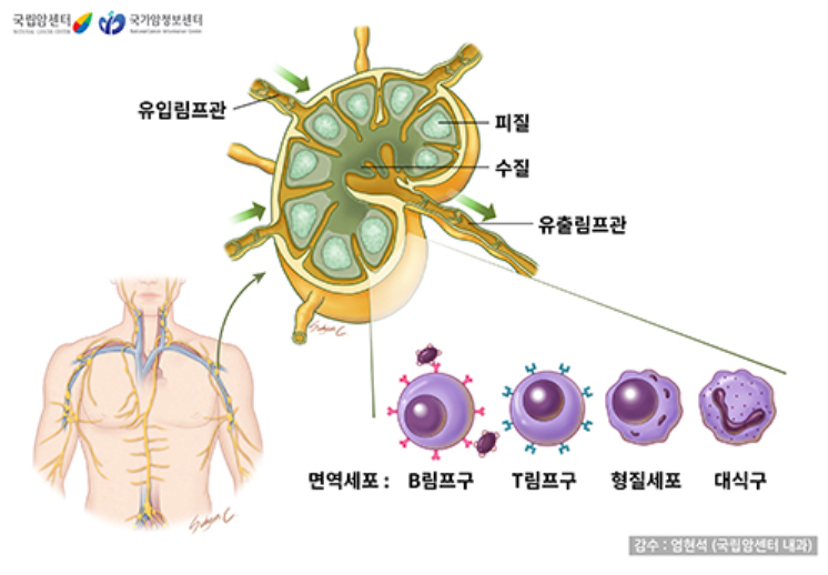 림프절의 구조와 면역세포 종류