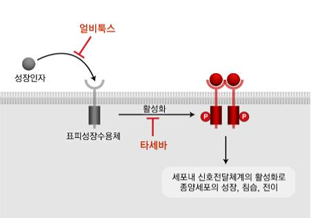 표적치료제의 작용기전  - 성장인자, 얼비툭스, 표피성장수용체, 타세바 활성화, 세포내 신호전달체계의 활성화로 종양세포의 성장, 침습, 전이