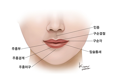 입술의 표면 해부