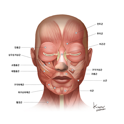 입술 주변의 근육