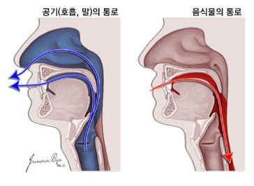 구인두의 정상소견과 구인두암